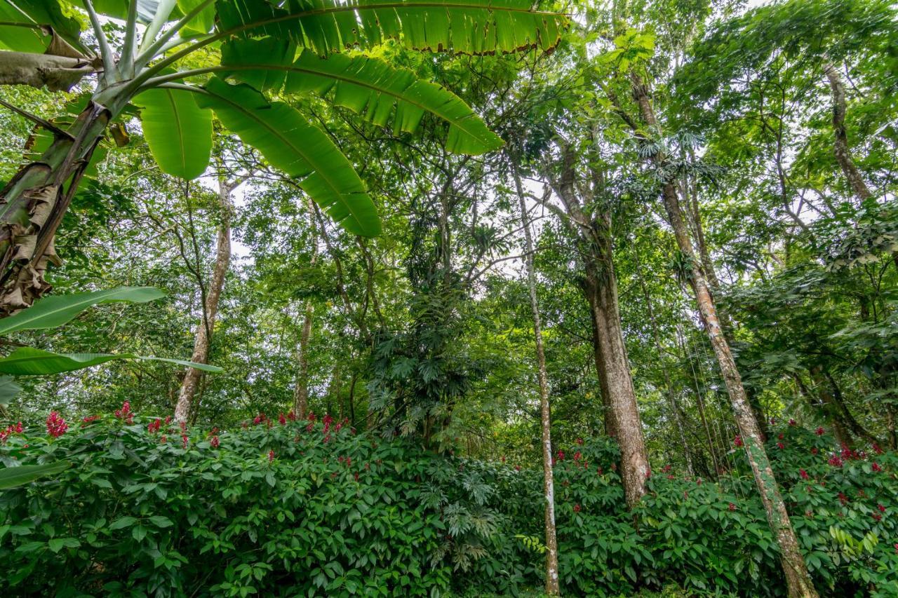 Ara Ambigua Lodge Sarapiquí المظهر الخارجي الصورة