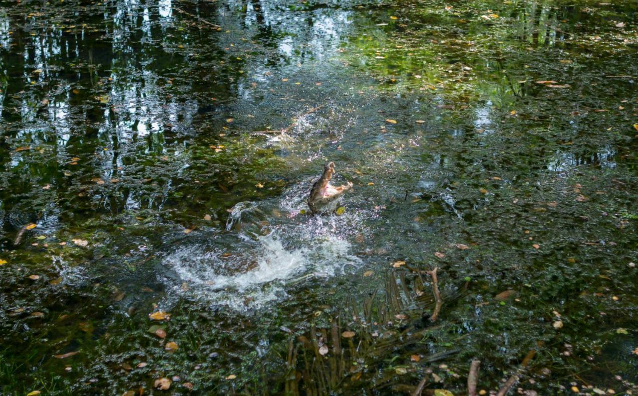 Ara Ambigua Lodge Sarapiquí المظهر الخارجي الصورة